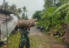 Danramil Nusa Penida Kerahkan Prajurit Tangani Musibah Pohon Tumbang di Desa Jungut