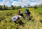 Serma Wayan Sukadana Bantu Petani Panen Padi di Desa Getakan